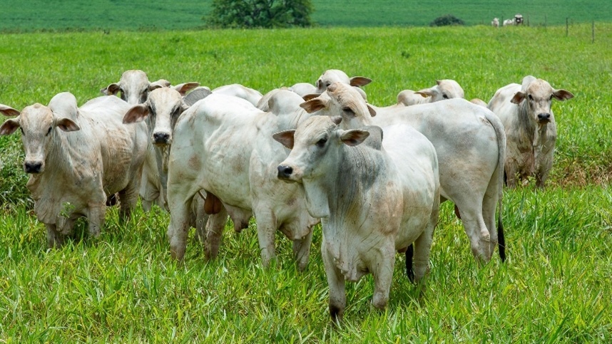 Mato Grosso: abate de fêmeas cai 24,59% em um ano