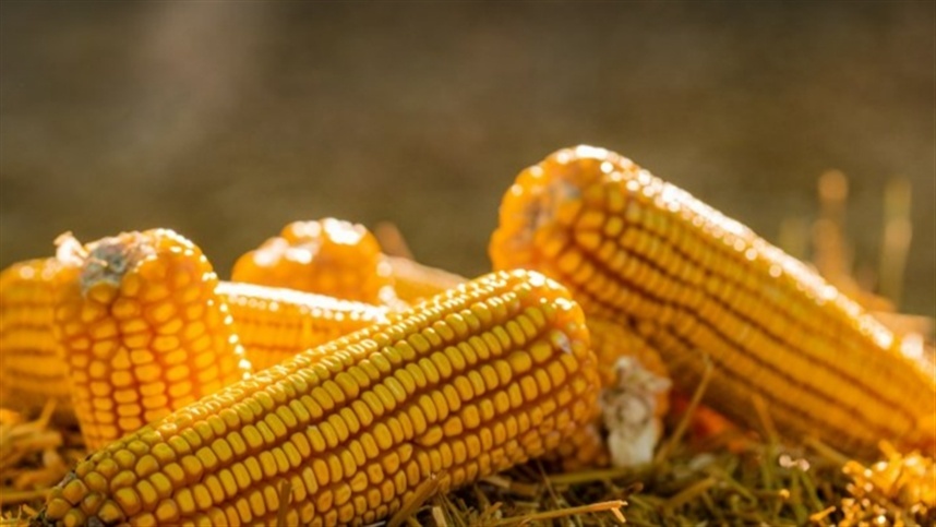Mato Grosso acelera embarques de milho, mas volume ainda fica abaixo de 2025