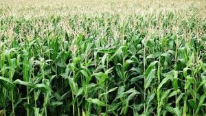 O USDA também reduziu o uso do cereal para alimentação animal