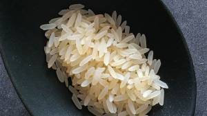 Plantio do arroz irrigado: veja como escolher a melhor época