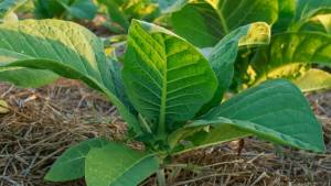 Abertura da Colheita do Tabaco será realizada em Vera Cruz