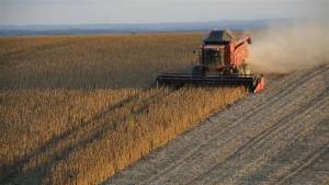 Área de soja deve ficar estável para 56% dos produtores