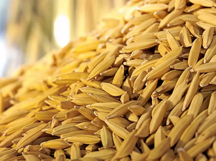 Arroz 2026/27: queda de produção no RS deve pesar sobre oferta brasileira, apesar de expansão do sequeiro em MT