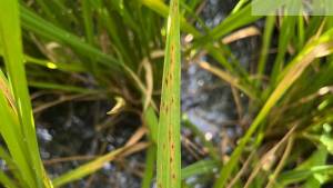 BASF amplia ferramentas para manejo de doenças no arroz