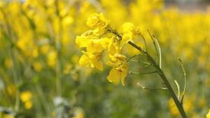 Canola: Paraná amplia área e prevê safra de 11 mil toneladas