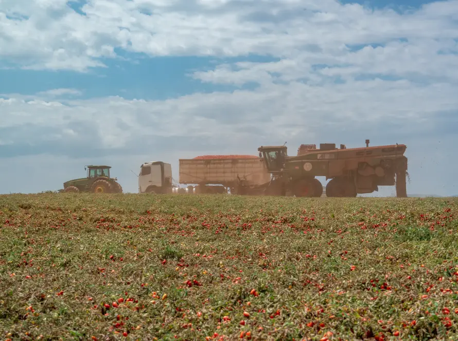 Clima seco, irrigação e indústria próxima: por que Goiás virou o centro do tomate industrial brasileiro