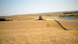 Colheita de trigo chega a 40,3% no país