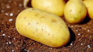 El Niño e chuvas até dezembro preocupam produtores de batata no Paraná