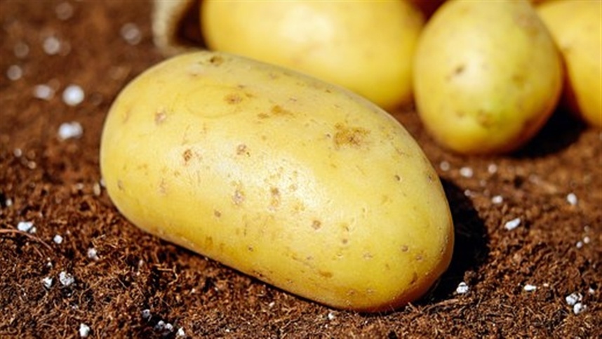El Niño e chuvas até dezembro preocupam produtores de batata no Paraná