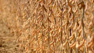 El Niño pode favorecer produtividade da soja em Mato Grosso do Sul, mas manejo é decisivo para aproveitar o cenário