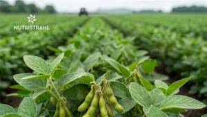 Ensaio DATAGRO em soja chega a 74 sacas por hectare