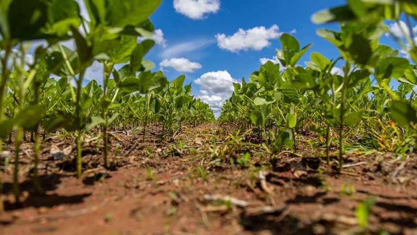 Manejo integrado busca reduzir plantas daninhas antes que elas cheguem à próxima safra
