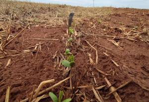 Plantio da soja avança nas regiões Centro e Sul, mas segue lento na região Norte do Mato Grosso do Sul