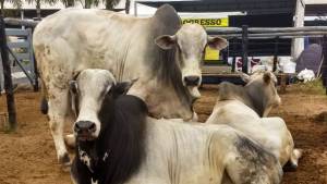 Rebanho bovino cai 3,68% no Mato Grosso