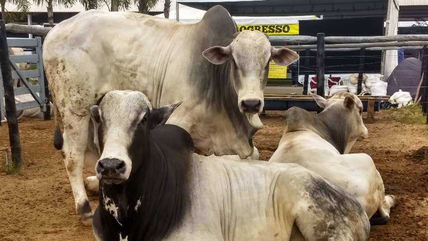 Rebanho bovino cai 3,68% no Mato Grosso
