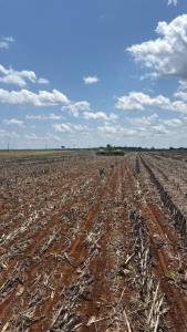 Umidade do solo em Mato Grosso segue abaixo da média histórica e preocupa para o avanço do plantio da soja, aponta EarthDaily